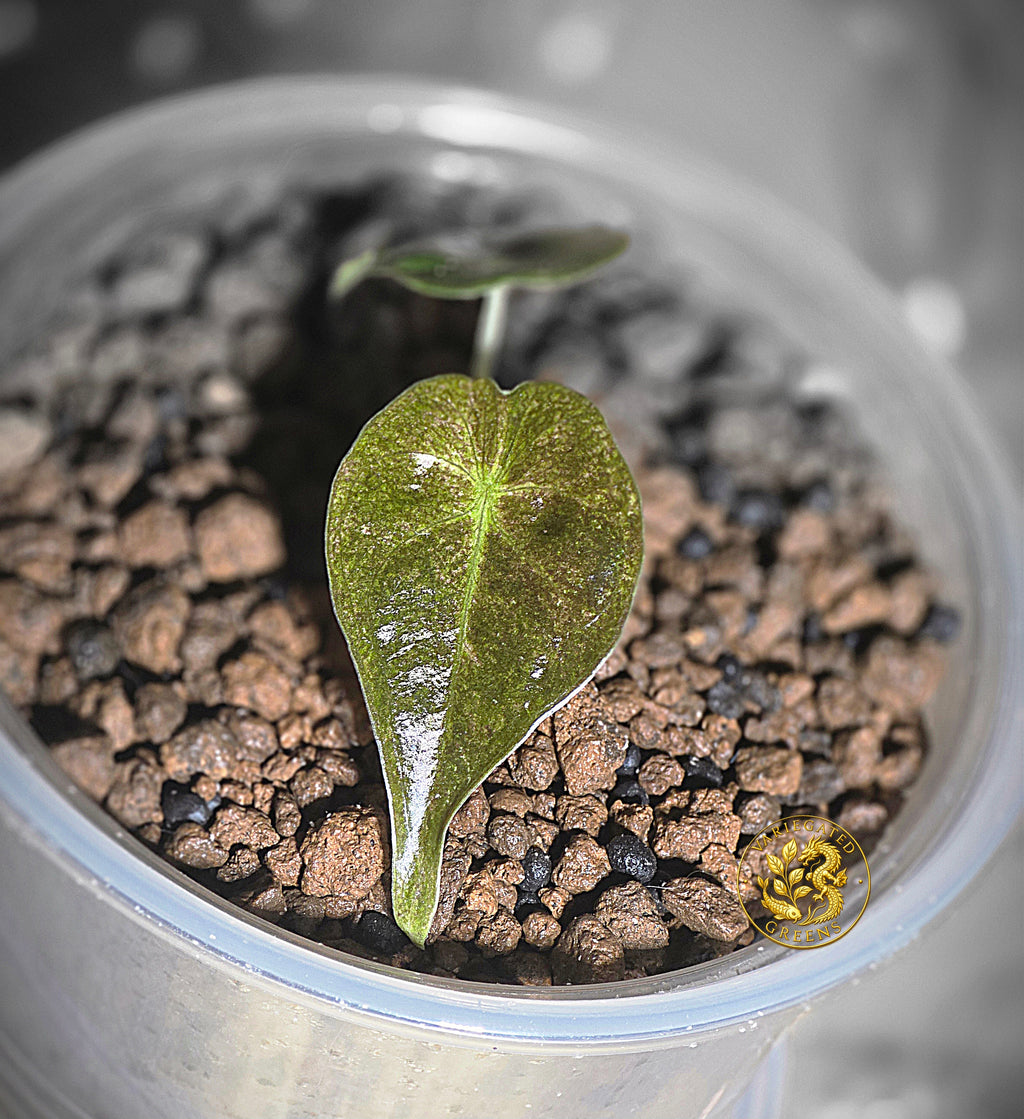 Alocasia Golden Bone - "Gilded Undertone"