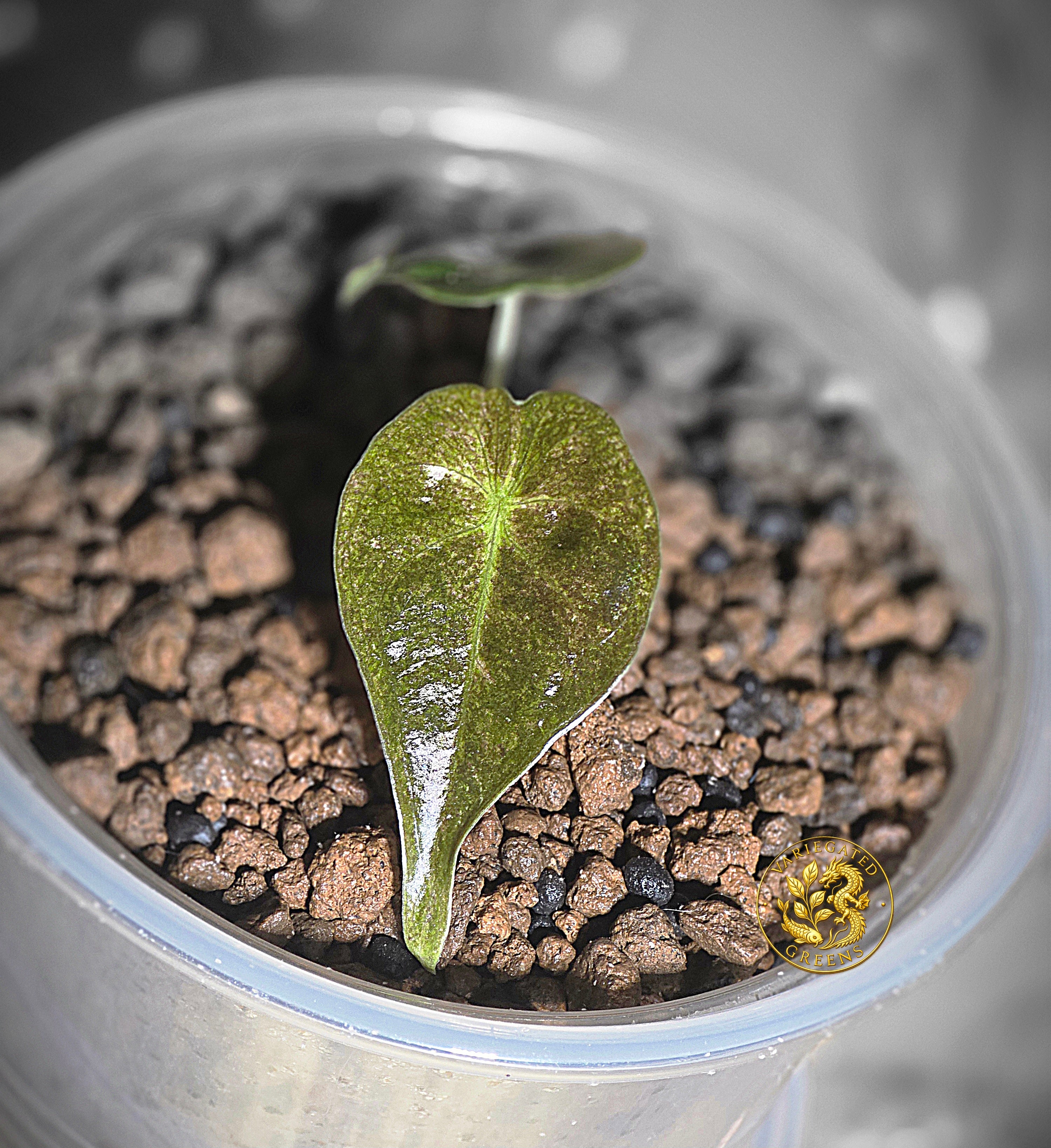 Alocasia Golden Bone - "Gilded Undertone"