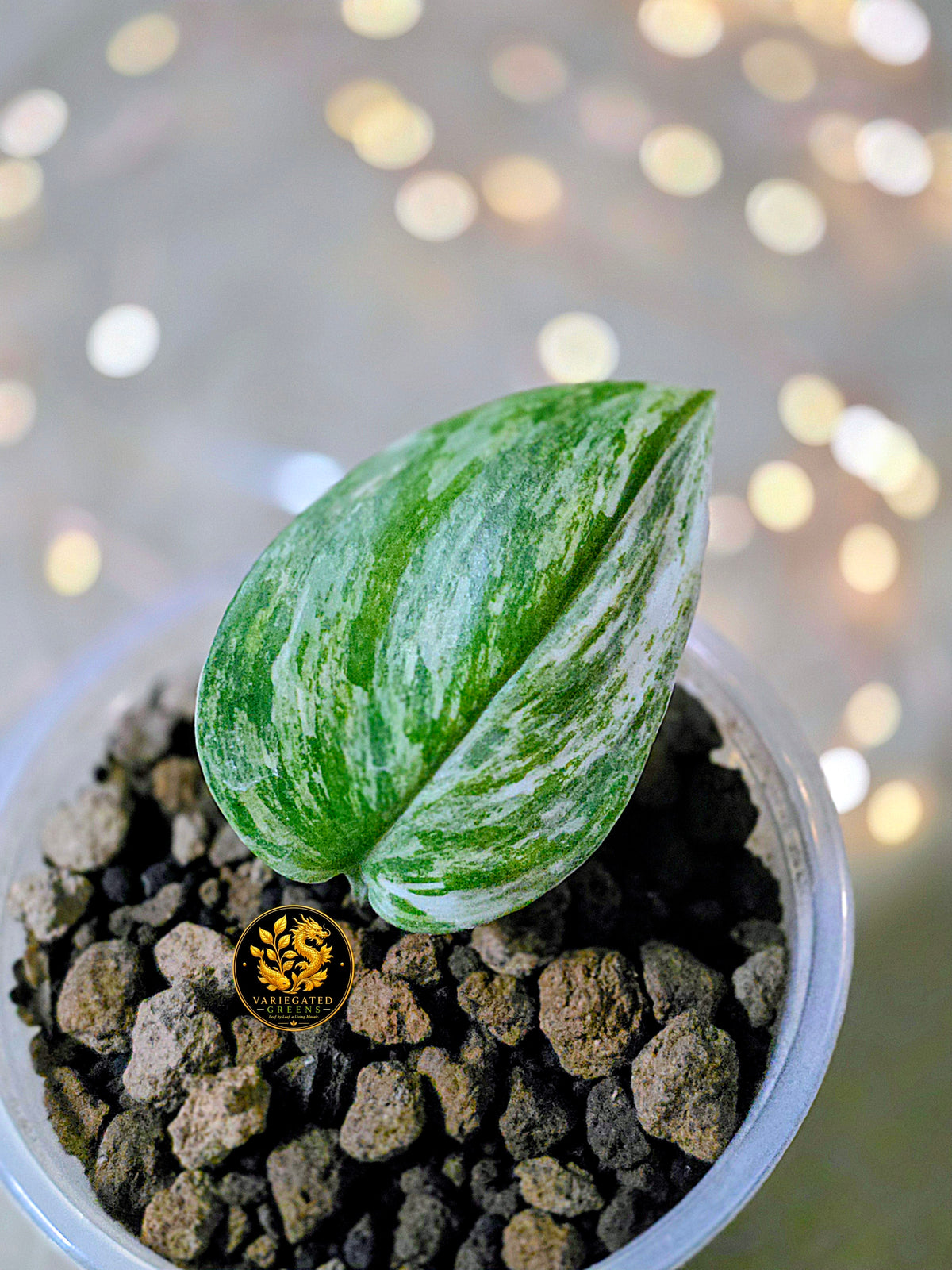 Scindapsus treubii Pseudo-Tricolor - "Verdant Cadence"