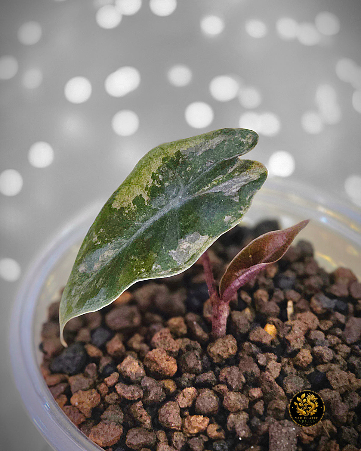 Alocasia pseudosanderiana - "Rose Prism"