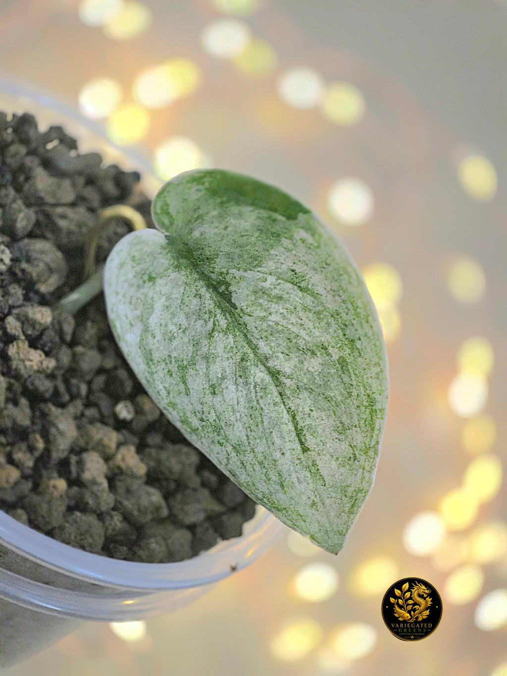 Scindapsus Halimoon - "Mineral Wash"