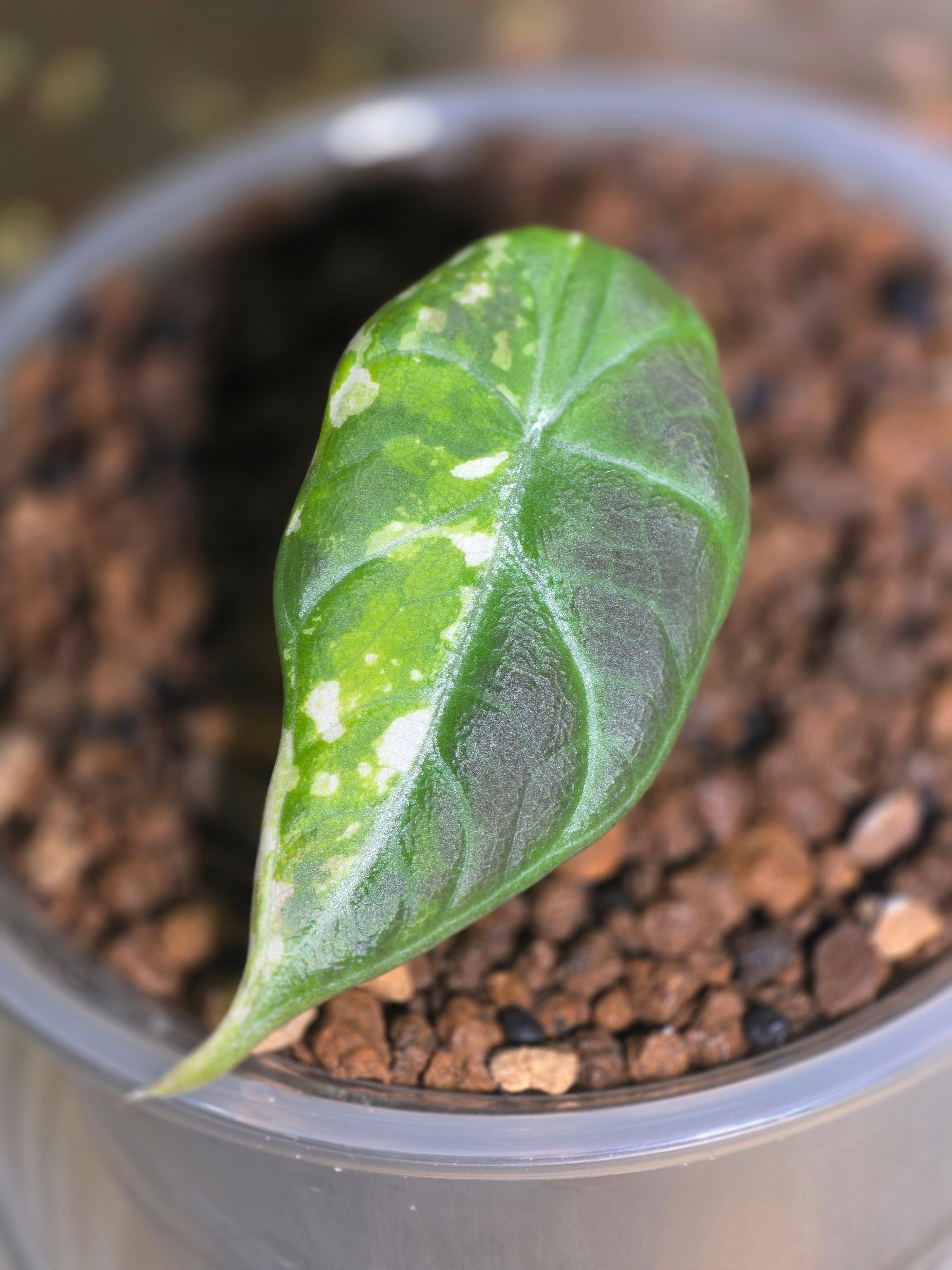 Alocasia Maharani Albo — "Broken Light"