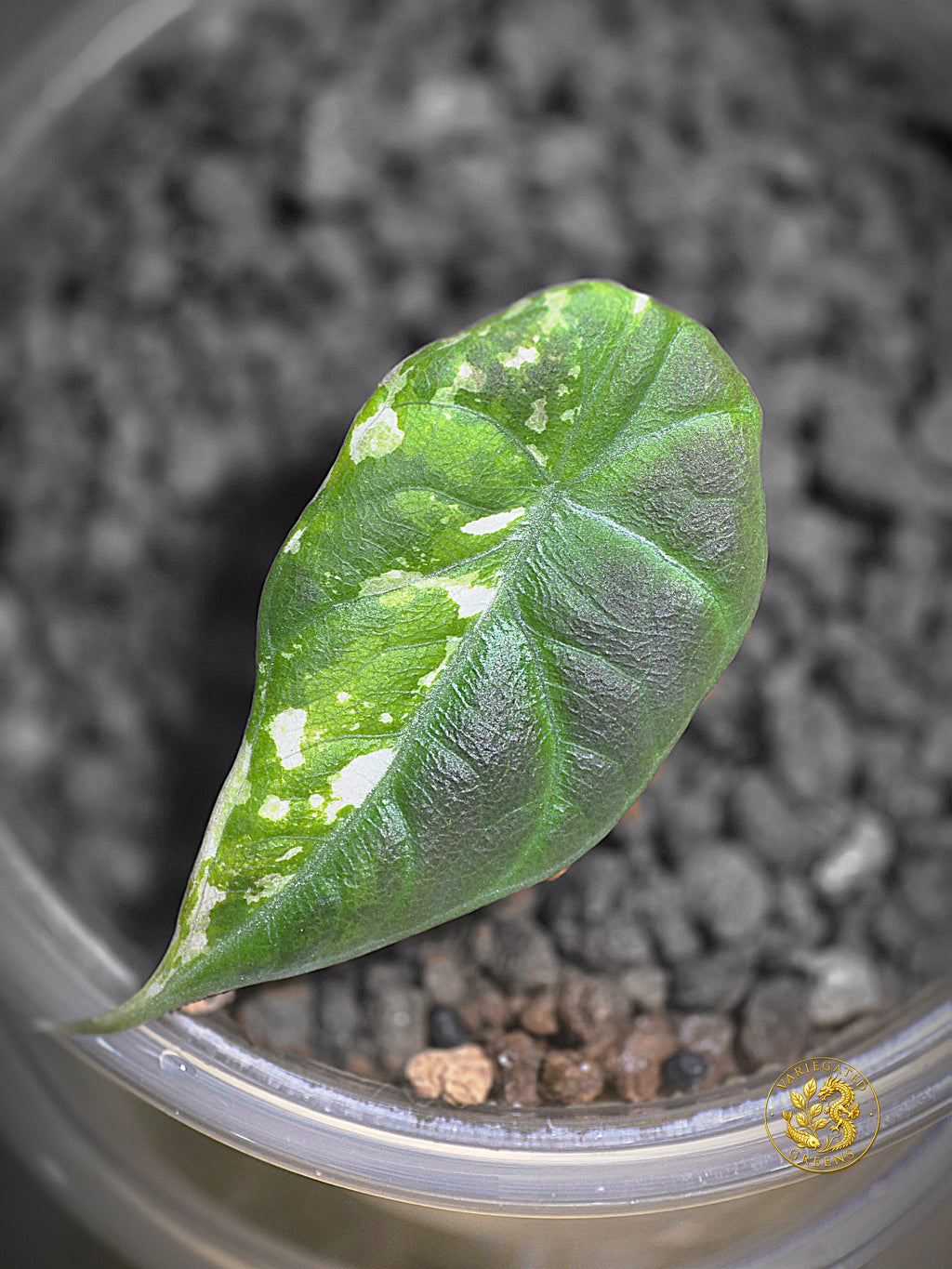 Alocasia Maharani Albo — "Broken Light"