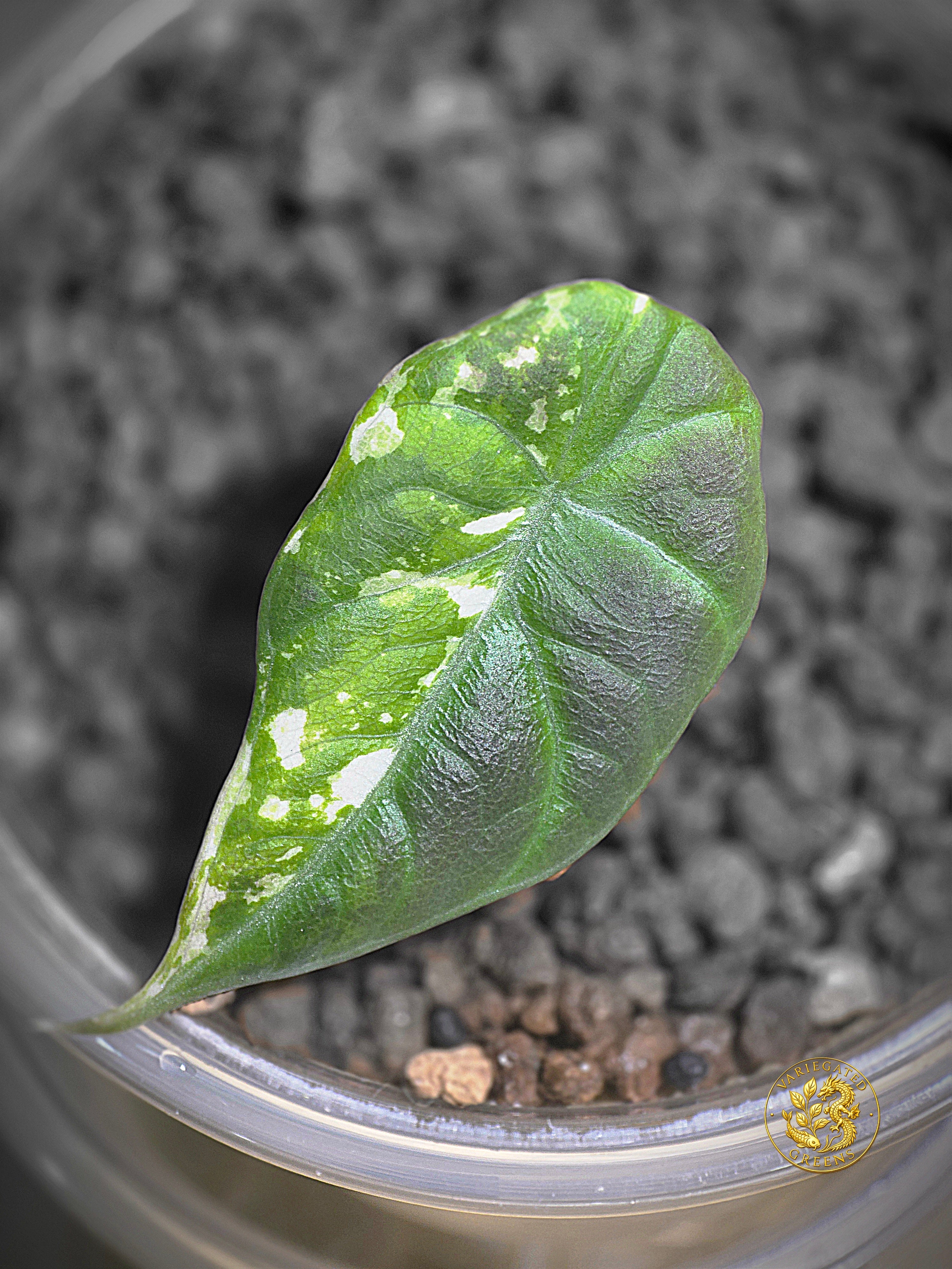 Alocasia Maharani Albo — "Broken Light"