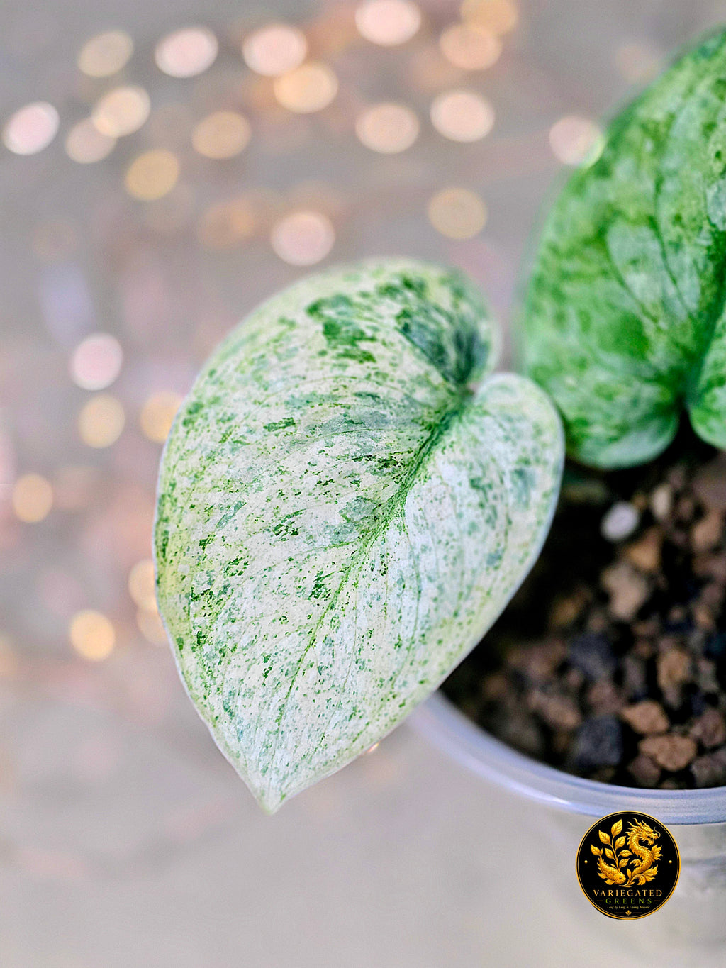 Scindapsus pictus Halimoon - "Unfolding Silver"