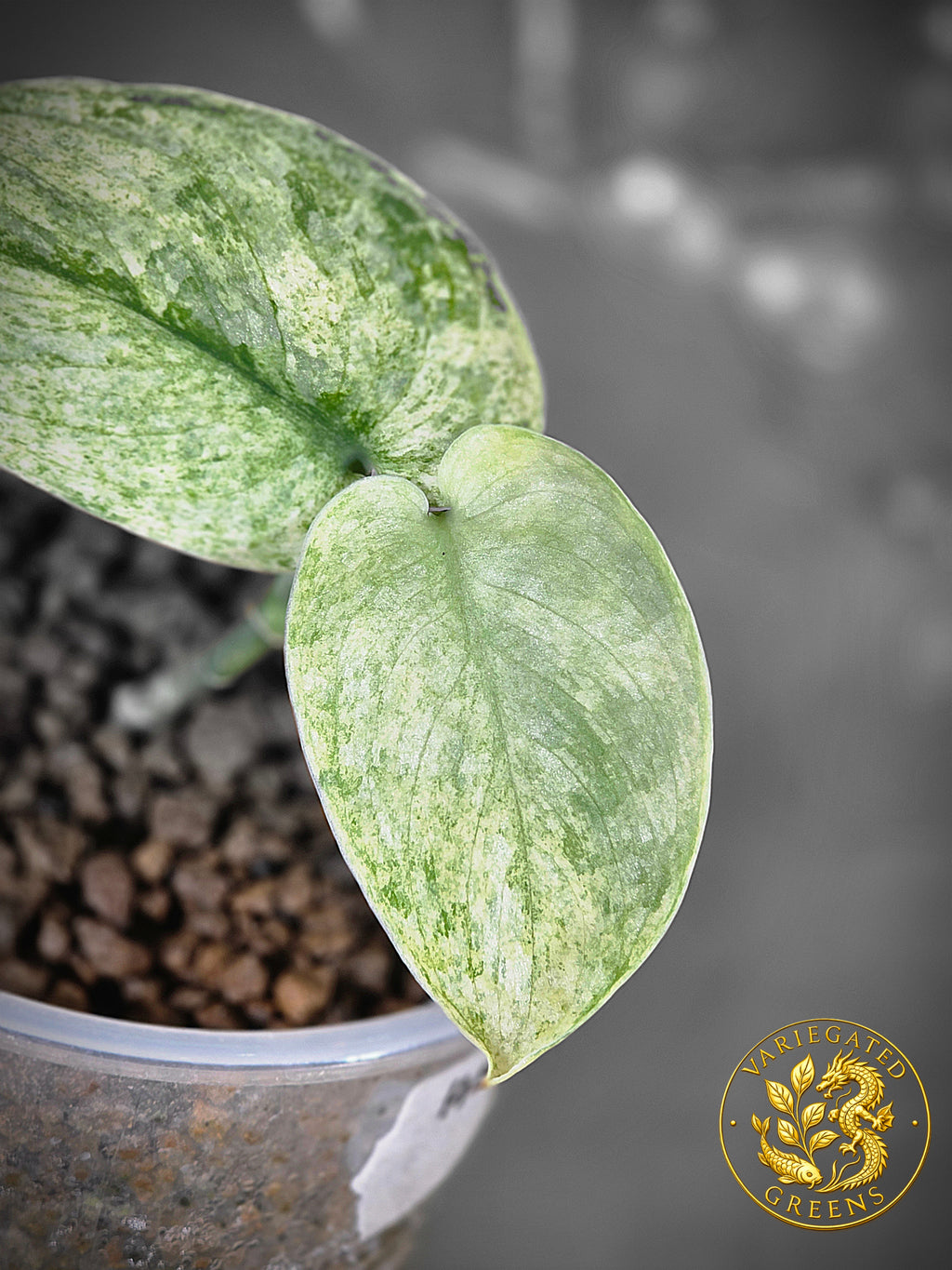 Scindapsus pictus Halimoon — “Reflective Tide”