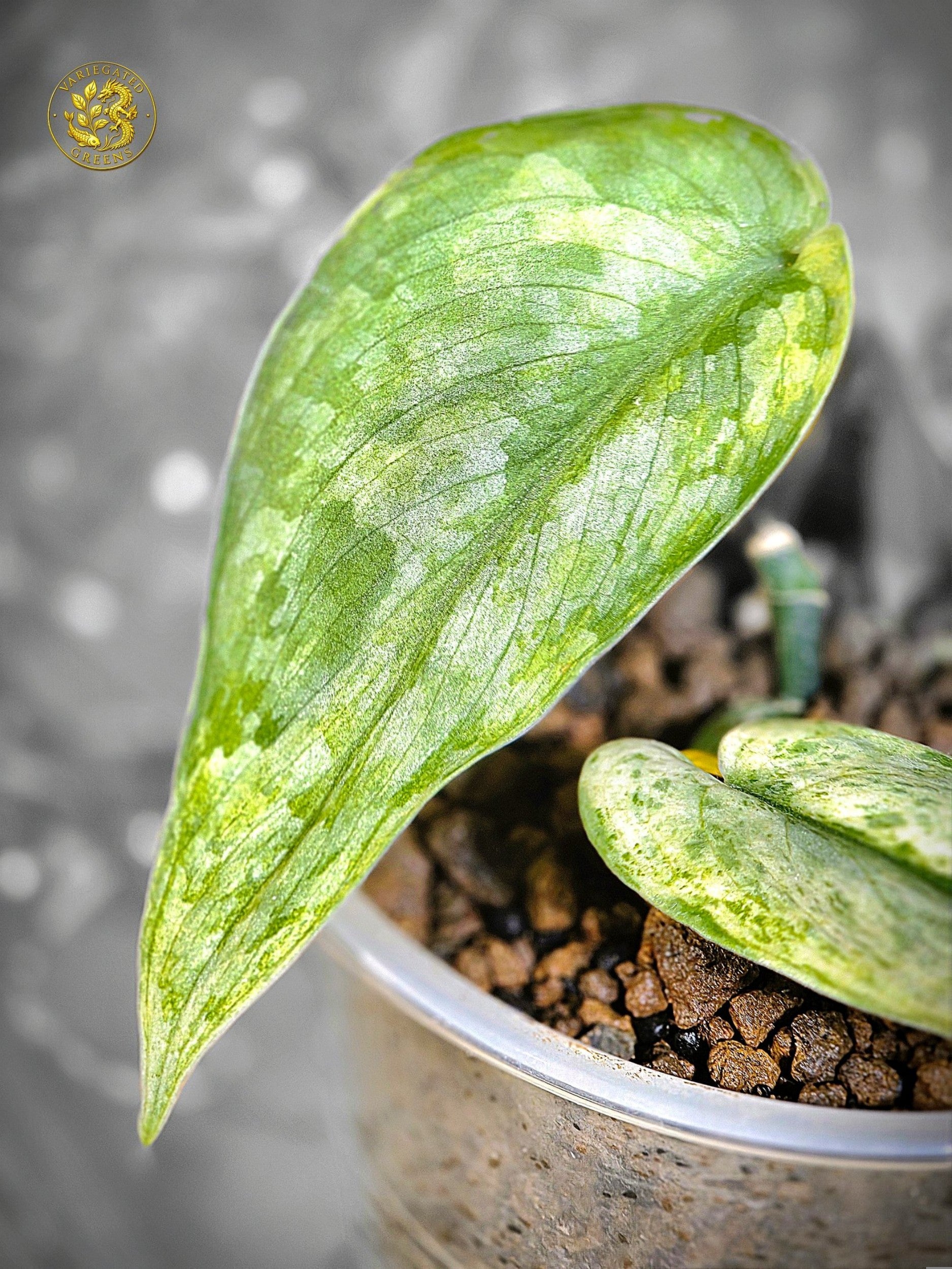 Scindapsus pictus Halimoon - "Intricate Mosaic"
