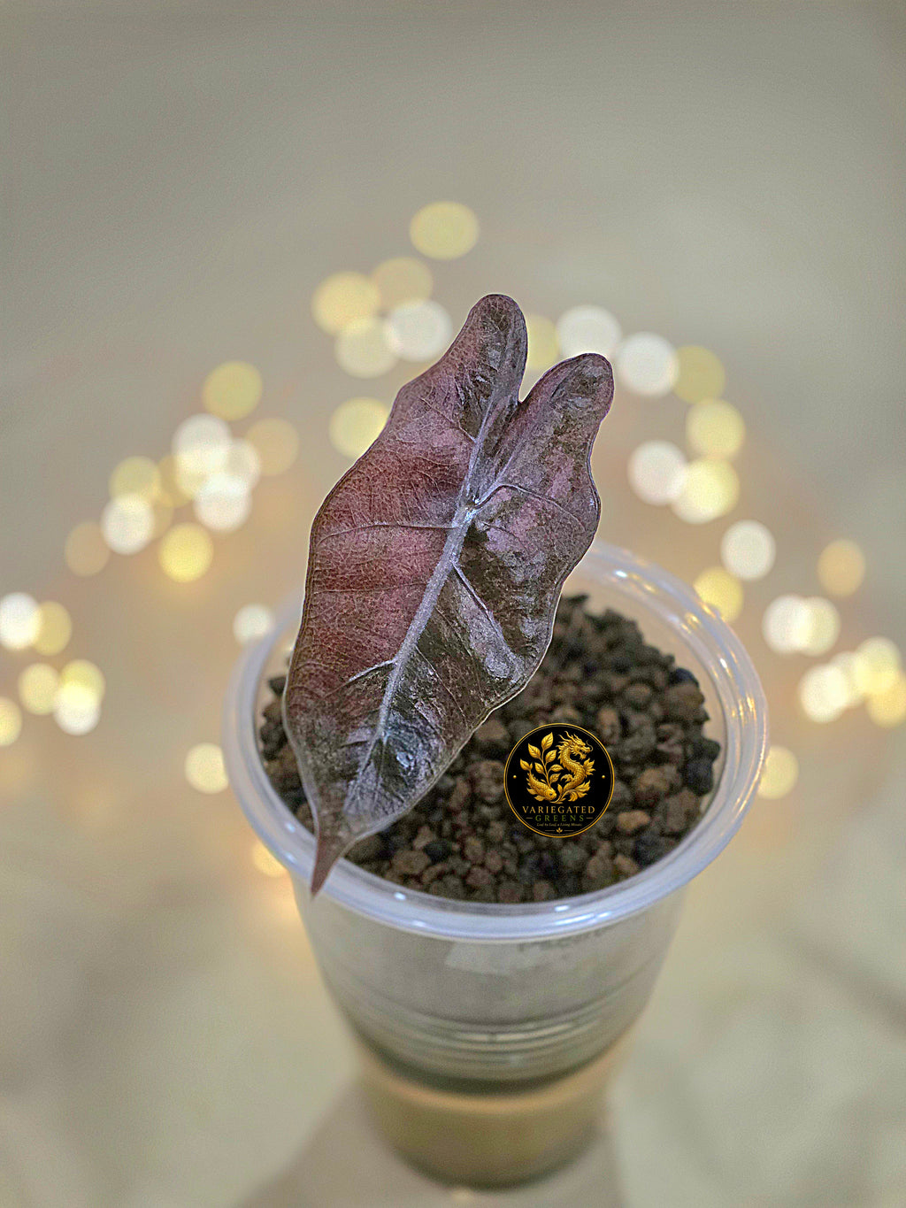 Alocasia pseudosanderiana "Mauve Patina"