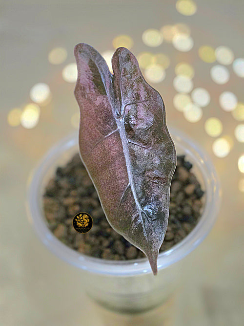 Alocasia pseudosanderiana "Mauve Patina"