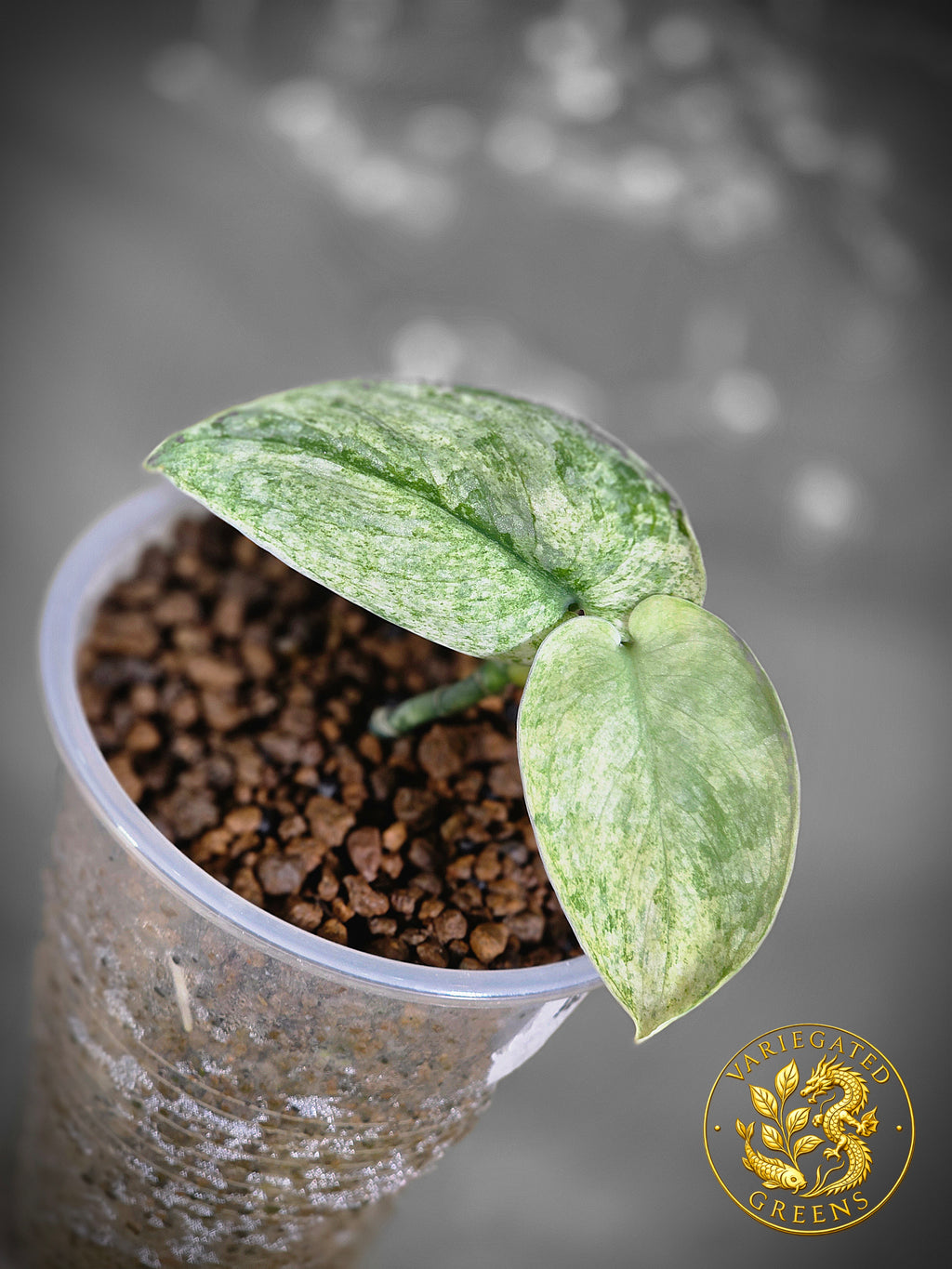 Scindapsus pictus Halimoon — “Reflective Tide”