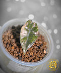 Alocasia pseudosanderiana — “Rose Prism”