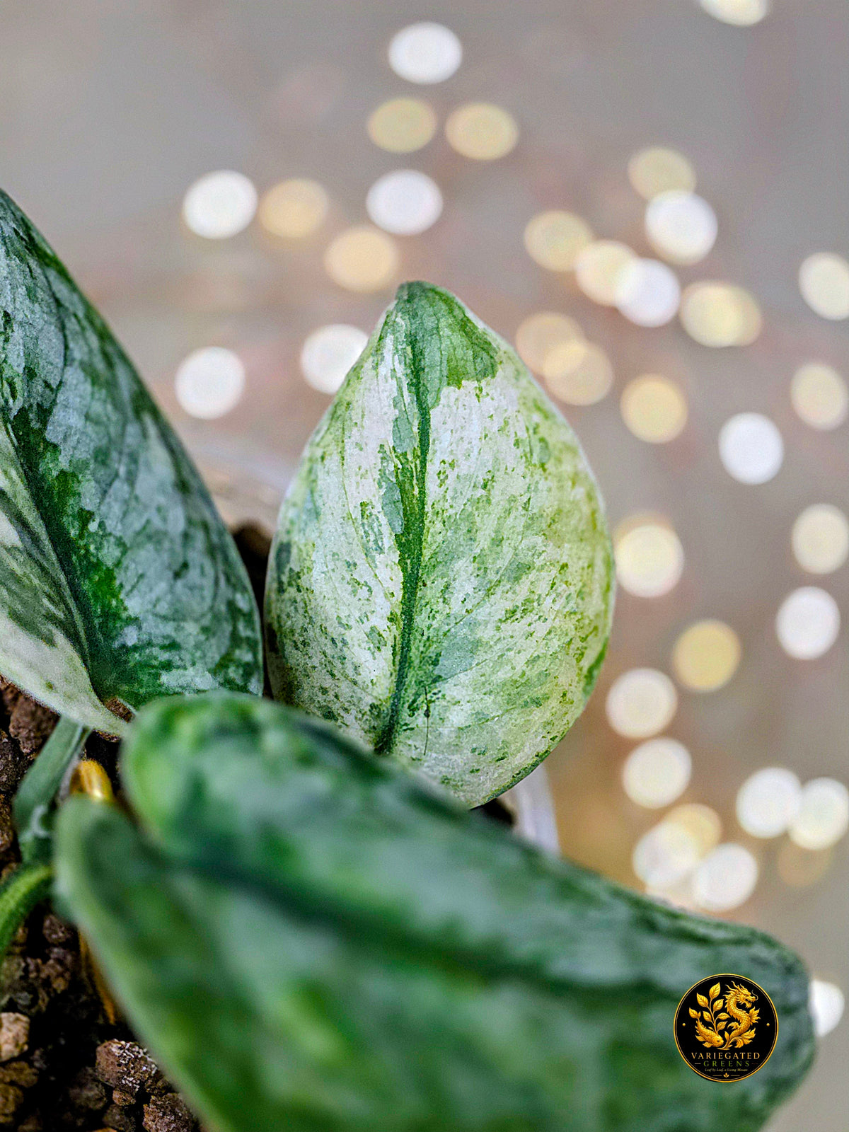 Scindapsus pictus Halimoon - "Intricate Mosaic"