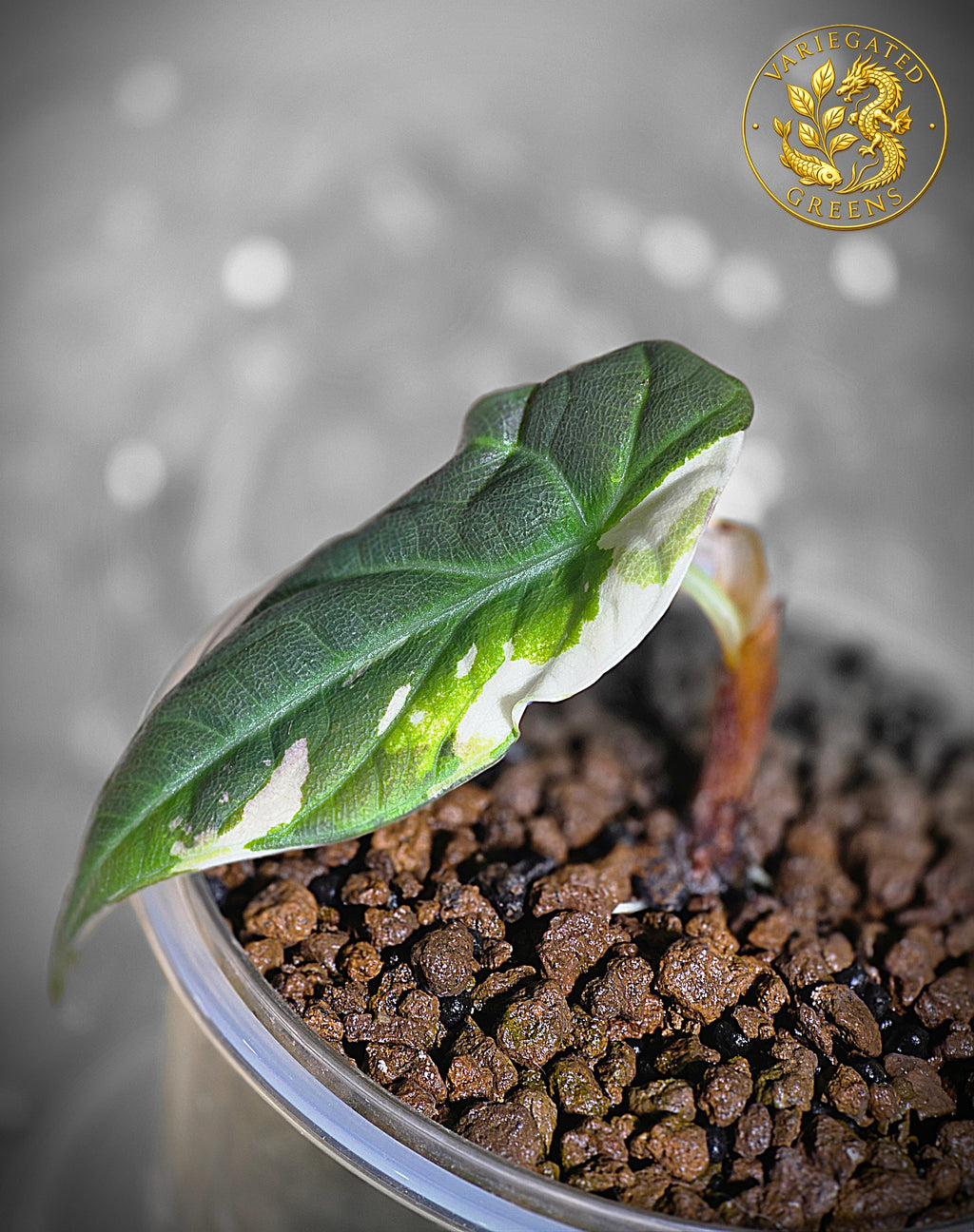 Alocasia Maharani Albo — “Open Veil”