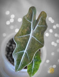 Alocasia pseudosanderiana - "Bronzed Cartography"