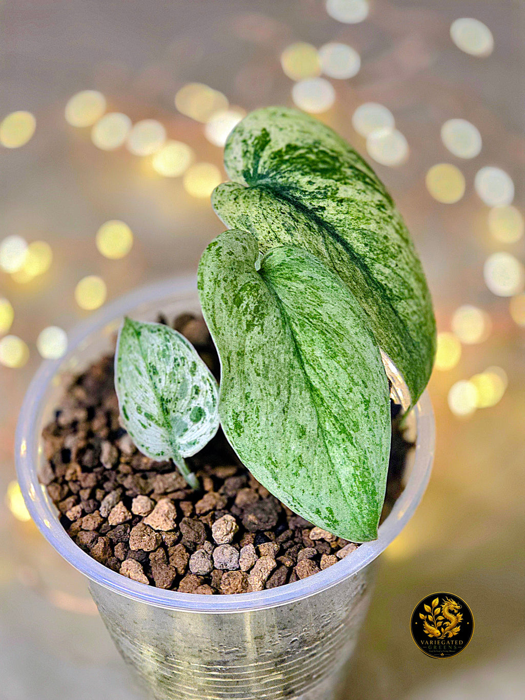 Scindapsus pictus Halimoon - "Illuminated Manuscript"