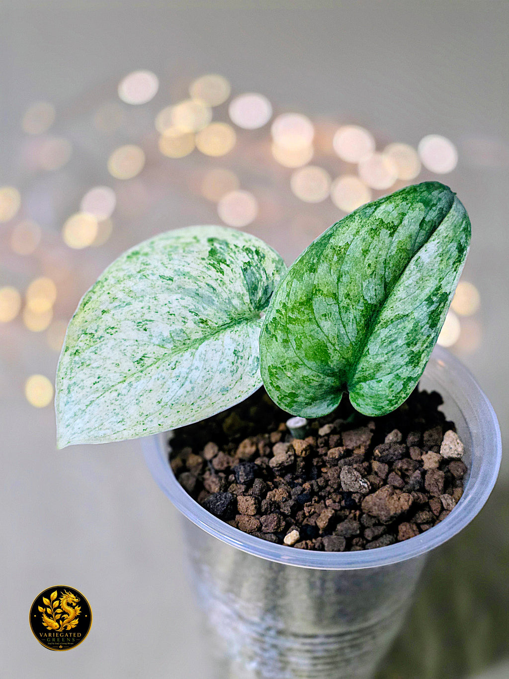 Scindapsus pictus Halimoon - "Unfolding Silver"