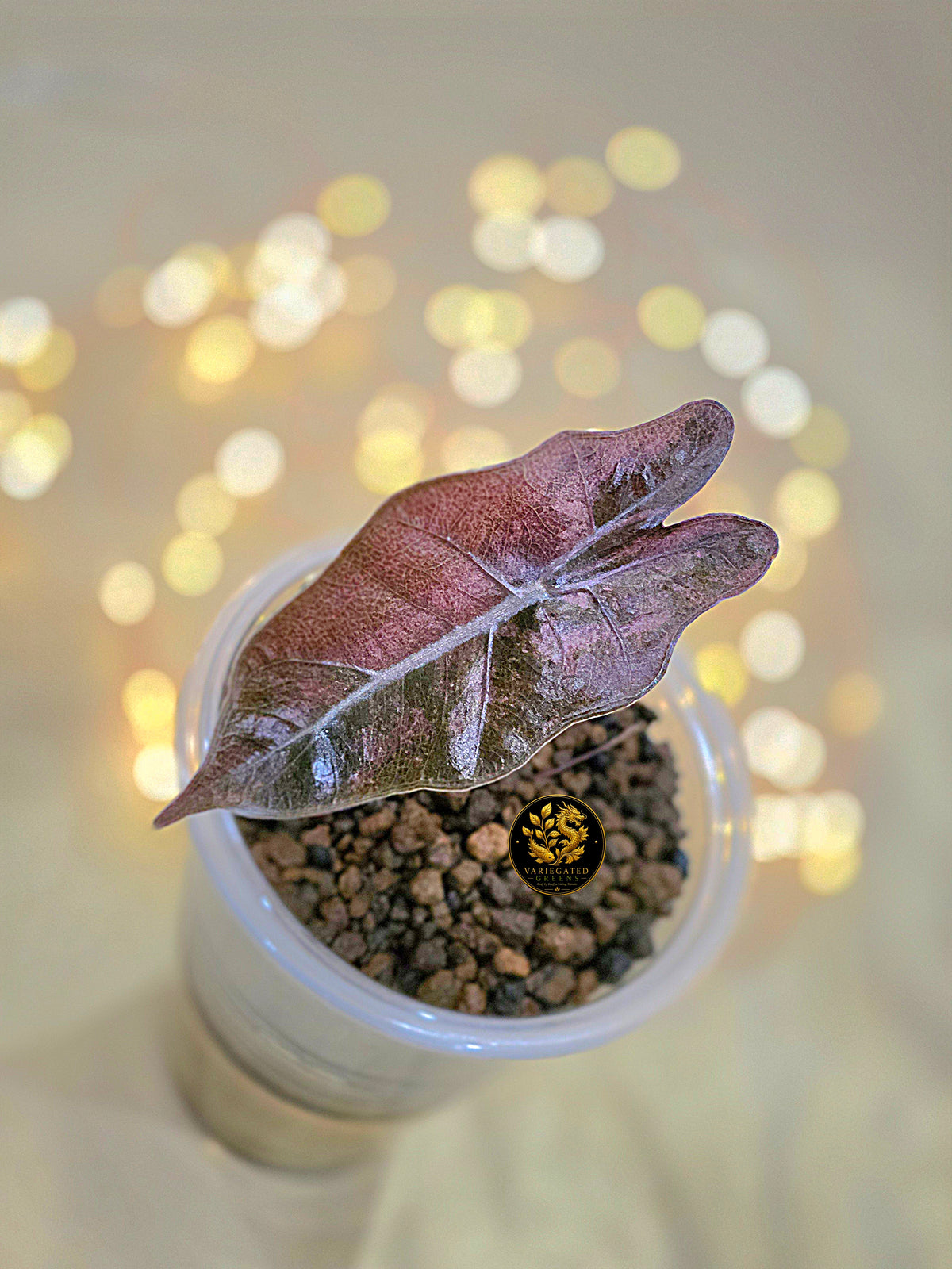 Alocasia pseudosanderiana "Mauve Patina"
