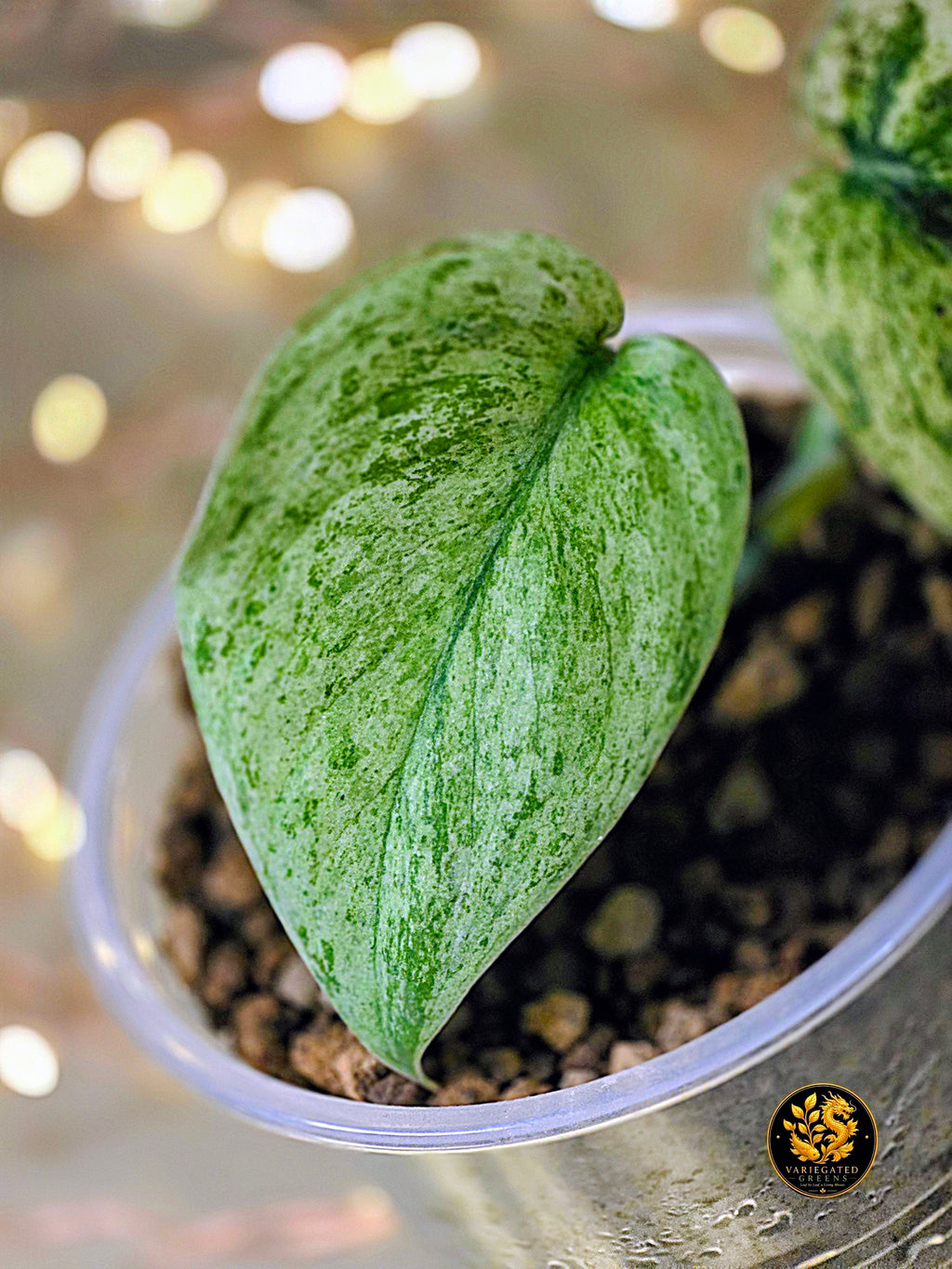 Scindapsus pictus Halimoon - "Reflective Tide"