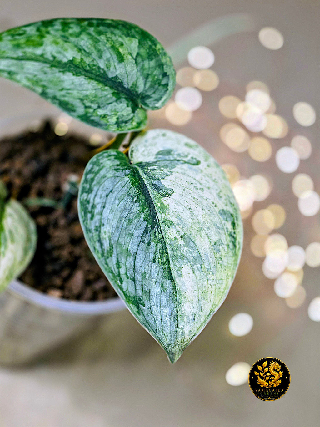 Scindapsus pictus Halimoon - "Intricate Mosaic"