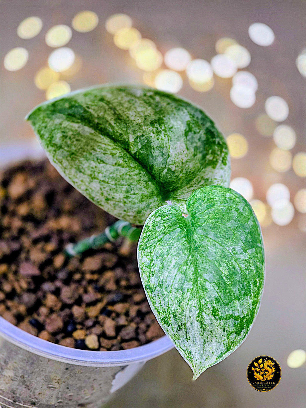Scindapsus pictus Halimoon - "Reflective Tide"