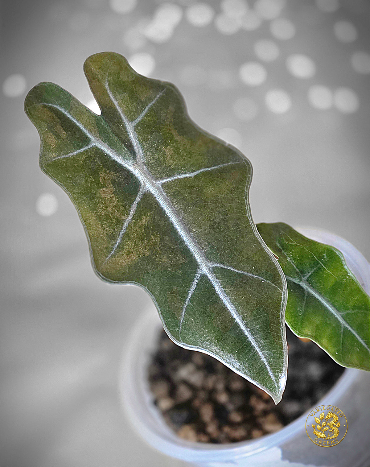 Alocasia pseudosanderiana - "Bronzed Cartography"