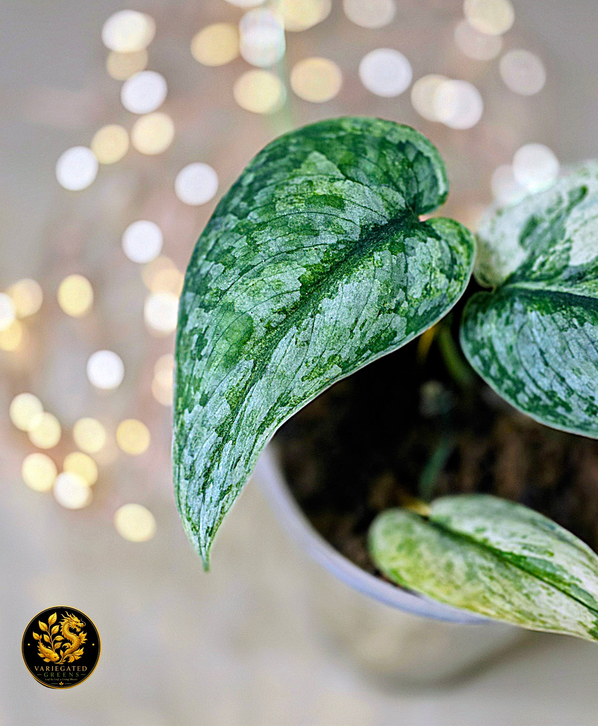 Scindapsus pictus Halimoon - "Intricate Mosaic"