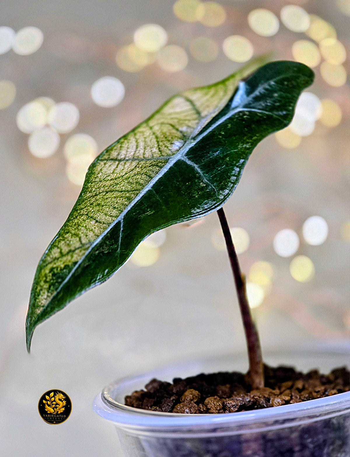Alocasia pseudosanderiana “Rosewood Divide”