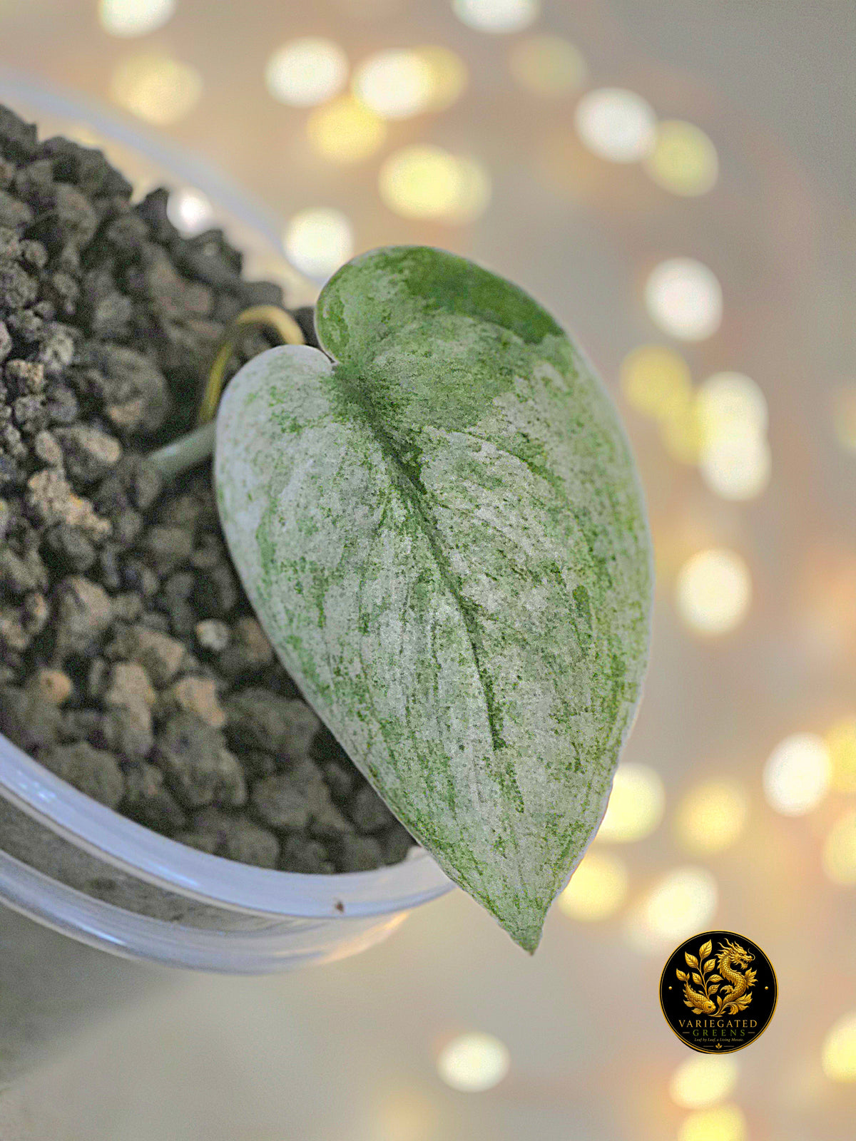 Scindapsus Halimoon - "Mineral Wash"