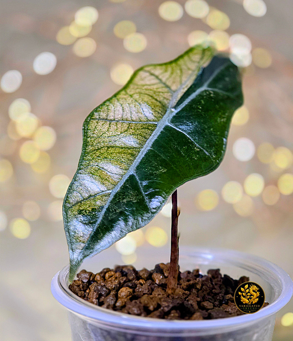 Alocasia pseudosanderiana “Rosewood Divide”