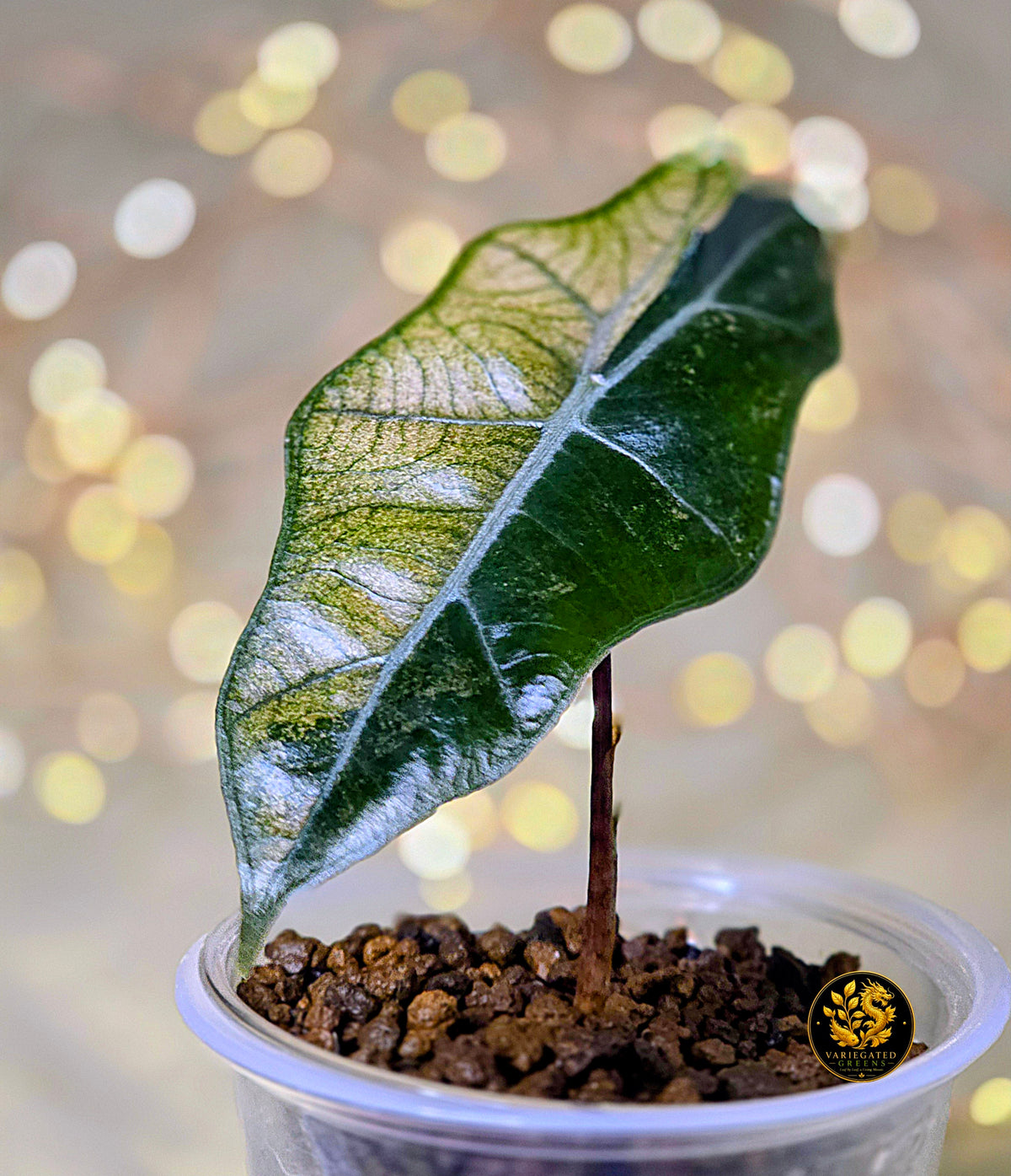 Alocasia pseudosanderiana “Rosewood Divide”